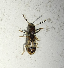Pelonium leucophaeum