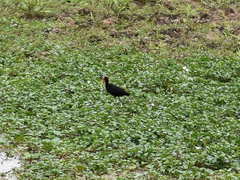Jacana jacana hypomelaena