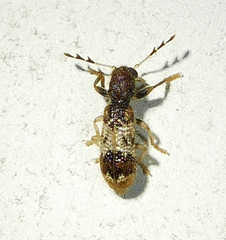 Pelonium leucophaeum