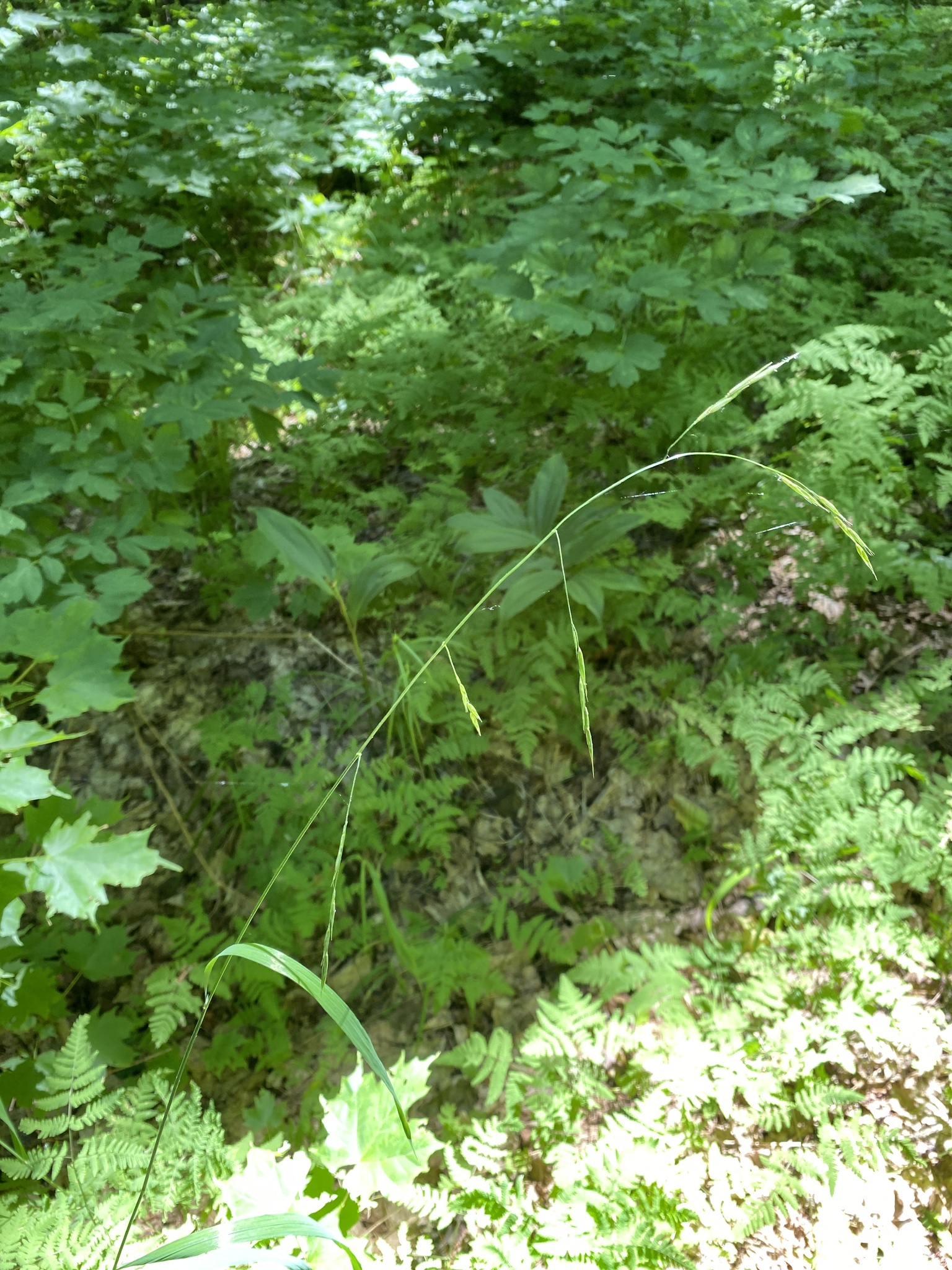 Melica smithii