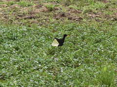 Jacana jacana hypomelaena