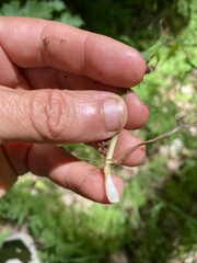Melica smithii