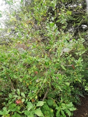 Lycianthes lycioides
