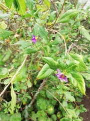 Lycianthes lycioides
