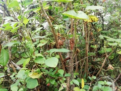 Lycianthes lycioides