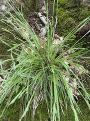 Carex ormostachya