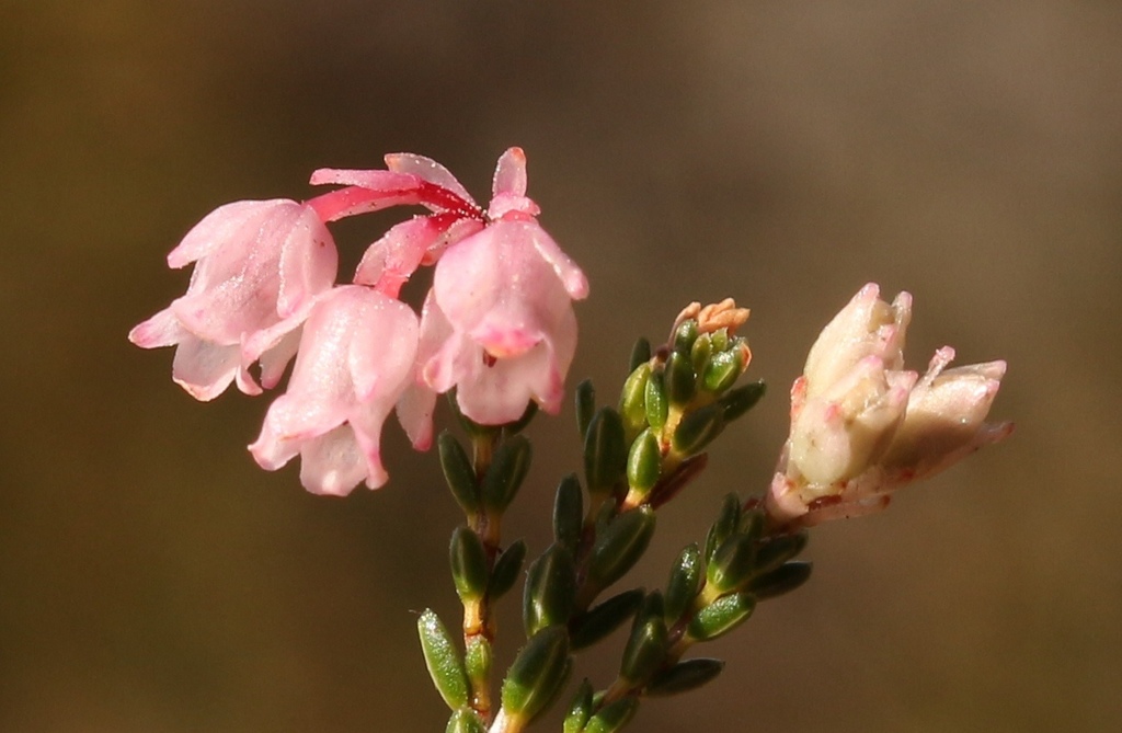 Shortleaf Heath