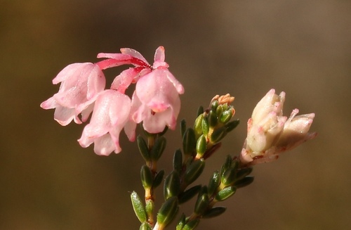 Erica brevifolia Sol. ex Salisb.