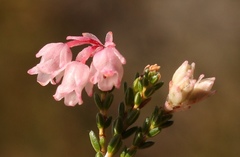Erica brevifolia