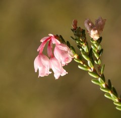 Erica brevifolia