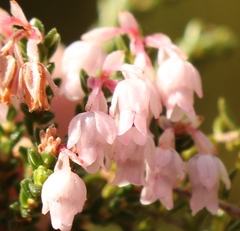 Erica brevifolia