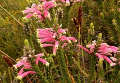 Erica densifolia