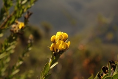 Liparia hirsuta