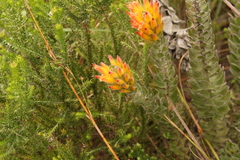 Mimetes pauciflorus