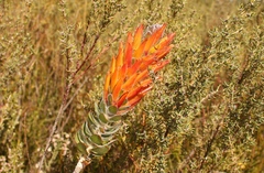 Mimetes pauciflorus