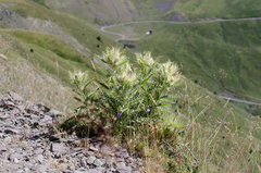 Cirsium glabrum
