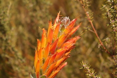 Mimetes pauciflorus