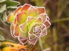 Mimetes pauciflorus