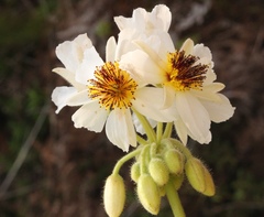 Sparrmannia africana