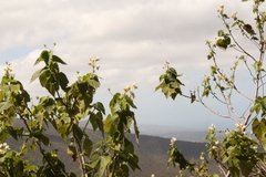Sparrmannia africana