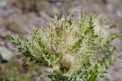 Cirsium glabrum