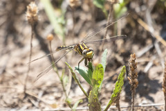 Phanogomphus militaris