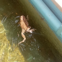 Sclerophrys mauritanica