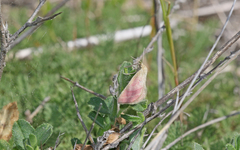 Phytometra viridaria