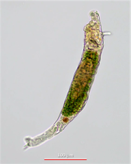 Abrochtha intermedia