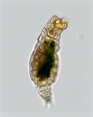 Abrochtha intermedia