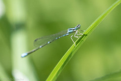 Enallagma exsulans