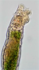 Abrochtha intermedia