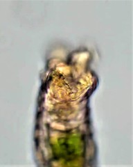 Abrochtha intermedia