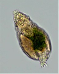 Abrochtha intermedia