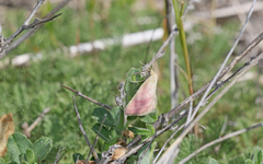 Phytometra viridaria