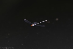 Neoneura aaroni
