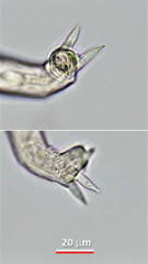 Abrochtha intermedia