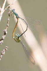 Enallagma exsulans