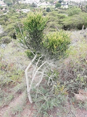Euphorbia tirucalli