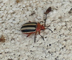 Disonycha leptolineata