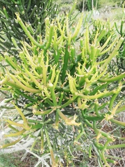 Euphorbia tirucalli