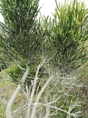 Euphorbia tirucalli
