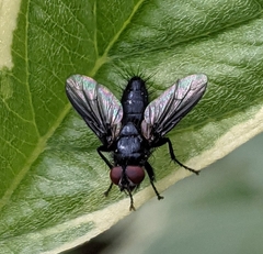 Nyctia halterata