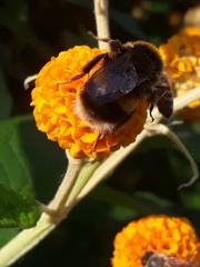 Bombus terrestris