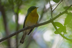 Setophaga americana × pitiayumi