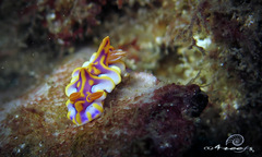 Miamira flavicostata