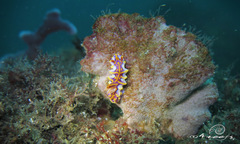 Miamira flavicostata