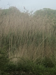 Phragmites australis