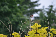 Haemorhous purpureus