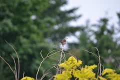 Haemorhous purpureus